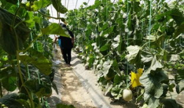 石埠吃瓜视频,揭秘网络热点背后的真相与笑料